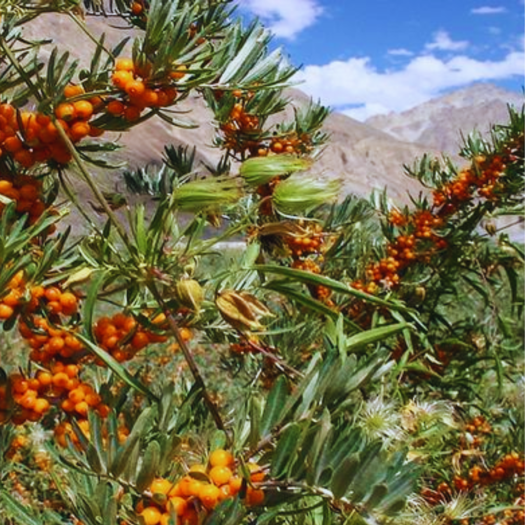 Organic Sea buckthorn in pakistan