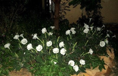 Buy Evening Fragrance Datura Seeds from Fresco Seeds at the Best Prices online in Pakistan, Quick Delivery and Easy Returns only at The Nature's Store, Best organic and natural Flower Seeds and Flower Seeds, Fresco Seeds (Brand) in Pakistan, 