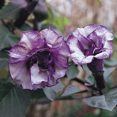 Buy Black Currant Swirl Datura from Fresco Seeds at the Best Prices online in Pakistan, Quick Delivery and Easy Returns only at The Nature's Store, Best organic and natural Flower Seeds and Flower Seeds, Fresco Seeds (Brand) in Pakistan, 