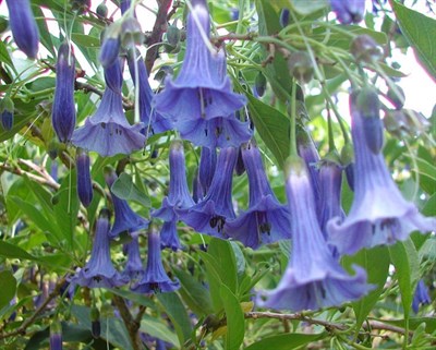 Buy Blue Datura Seeds from Fresco Seeds at the Best Prices online in Pakistan, Quick Delivery and Easy Returns only at The Nature's Store, Best organic and natural Flower Seeds and Flower Seeds, Fresco Seeds (Brand) in Pakistan, 