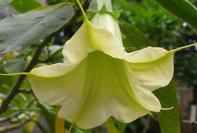 Buy Rare Green Datura Seeds from Fresco Seeds at the Best Prices online in Pakistan, Quick Delivery and Easy Returns only at The Nature's Store, Best organic and natural Flower Seeds and Flower Seeds, Fresco Seeds (Brand) in Pakistan, 