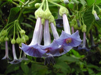 Buy Blue Angel Datura Seeds from Fresco Seeds at the Best Prices online in Pakistan, Quick Delivery and Easy Returns only at The Nature's Store, Best organic and natural Flower Seeds and Flower Seeds, Fresco Seeds (Brand) in Pakistan, 