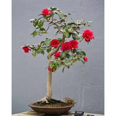 Buy Bonsai Red Camellia Seeds from Fresco Seeds at the Best Prices online in Pakistan, Quick Delivery and Easy Returns only at The Nature's Store, Best organic and natural Bonsai Flower Seeds and Bonsai Flower Seeds, Fresco Seeds (Brand) in Pakistan, 