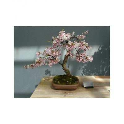 Buy Japanese Sakura Bonsai Tree Seeds from Fresco Seeds at the Best Prices online in Pakistan, Quick Delivery and Easy Returns only at The Nature's Store, Best organic and natural Bonsai Flower Seeds and Bonsai Flower Seeds, Fresco Seeds (Brand) in Pakistan, 