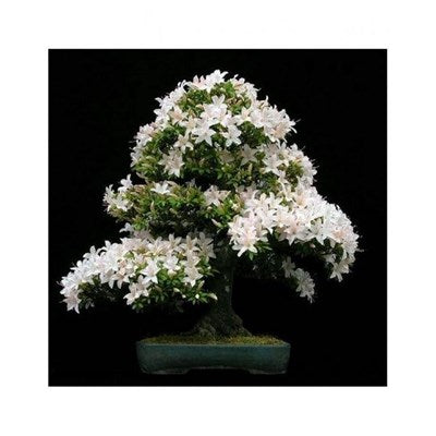 Buy Jasmine Bonsai Potted Seeds from Fresco Seeds at the Best Prices online in Pakistan, Quick Delivery and Easy Returns only at The Nature's Store, Best organic and natural Bonsai Flower Seeds and Bonsai Flower Seeds, Fresco Seeds (Brand) in Pakistan, 