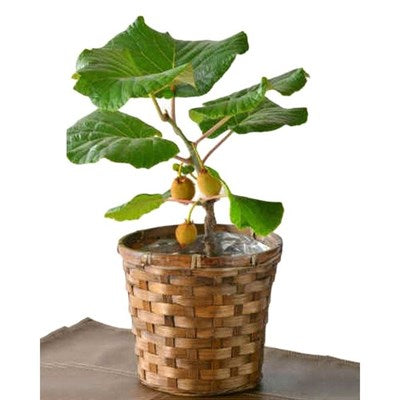 Buy Bonsai Thailand Mini Kiwi from Fresco Seeds at the Best Prices online in Pakistan, Quick Delivery and Easy Returns only at The Nature's Store, Best organic and natural Bonsai Fruit Seeds and Bonsai Fruit Seeds, Fresco Seeds (Brand) in Pakistan, 