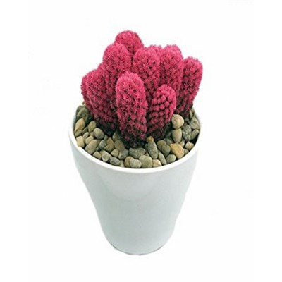 Pink Desert Gems Cacti Seeds