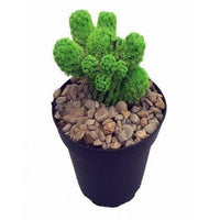 Buy Green Desert Gems Cacti Seeds from Fresco Seeds at the Best Prices online in Pakistan, Quick Delivery and Easy Returns only at The Nature's Store, Best organic and natural Cactus Seeds and Cactus Seeds, Fresco Seeds (Brand) in Pakistan, 