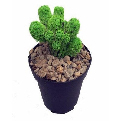 Buy Green Desert Gems Cacti Seeds from Fresco Seeds at the Best Prices online in Pakistan, Quick Delivery and Easy Returns only at The Nature's Store, Best organic and natural Cactus Seeds and Cactus Seeds, Fresco Seeds (Brand) in Pakistan, 