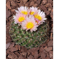 Buy Pediocactus Simpsonii Seeds from Fresco Seeds at the Best Prices online in Pakistan, Quick Delivery and Easy Returns only at The Nature's Store, Best organic and natural Cactus Seeds and Cactus Seeds, Fresco Seeds (Brand) in Pakistan, 