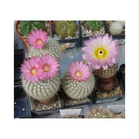 Buy Rekoi Aureispina Seeds from Fresco Seeds at the Best Prices online in Pakistan, Quick Delivery and Easy Returns only at The Nature's Store, Best organic and natural Cactus Seeds and Cactus Seeds, Fresco Seeds (Brand) in Pakistan, 