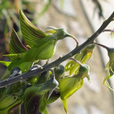 Crotalaria Regal Birdflower Green