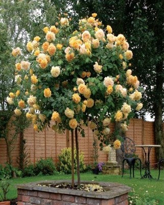 Buy Yellow Rose Tree Seeds from Fresco Seeds at the Best Prices online in Pakistan, Quick Delivery and Easy Returns only at The Nature's Store, Best organic and natural Tree Seeds and Fresco Seeds (Brand), Tree Seeds in Pakistan, 