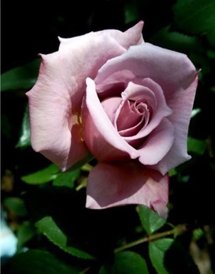 Buy Purple Rose Seeds from Fresco Seeds at the Best Prices online in Pakistan, Quick Delivery and Easy Returns only at The Nature's Store, Best organic and natural Flower Seeds and Flower Seeds, Fresco Seeds (Brand) in Pakistan, 