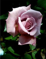 Purple Rose Seeds