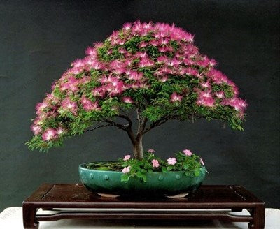 Buy Bonsai Albizia Julibrissin Seeds from Fresco Seeds at the Best Prices online in Pakistan, Quick Delivery and Easy Returns only at The Nature's Store, Best organic and natural Bonsai Flower Seeds and Bonsai, Fresco Seeds (Brand) in Pakistan, 