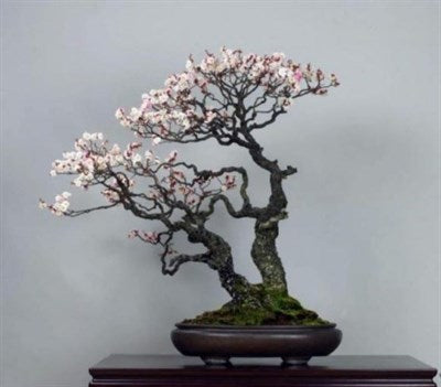 Buy White Prunus Bonsai Seeds from Fresco Seeds at the Best Prices online in Pakistan, Quick Delivery and Easy Returns only at The Nature's Store, Best organic and natural Bonsai Flower Seeds and Bonsai Flower Seeds, Fresco Seeds (Brand) in Pakistan, 