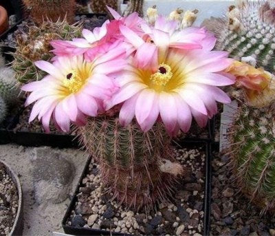 Buy Hamatocactus Setispinus Seeds from Fresco Seeds at the Best Prices online in Pakistan, Quick Delivery and Easy Returns only at The Nature's Store, Best organic and natural Cactus Seeds and Cactus Seeds, Fresco Seeds (Brand) in Pakistan, 