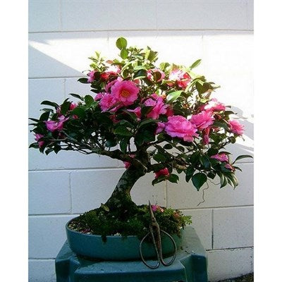 Buy Bonsai Pink Camellia Seeds from Fresco Seeds at the Best Prices online in Pakistan, Quick Delivery and Easy Returns only at The Nature's Store, Best organic and natural Bonsai Flower Seeds and Bonsai Flower Seeds, Fresco Seeds (Brand) in Pakistan, 