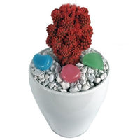 Buy Red Desert Gems Cacti Seeds from Fresco Seeds at the Best Prices online in Pakistan, Quick Delivery and Easy Returns only at The Nature's Store, Best organic and natural Cactus Seeds and Cactus Seeds, Fresco Seeds (Brand) in Pakistan, 