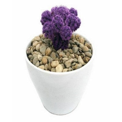 Buy Purple Desert Gems Cacti Seeds from Fresco Seeds at the Best Prices online in Pakistan, Quick Delivery and Easy Returns only at The Nature's Store, Best organic and natural Cactus Seeds and Cactus Seeds, Fresco Seeds (Brand) in Pakistan, 