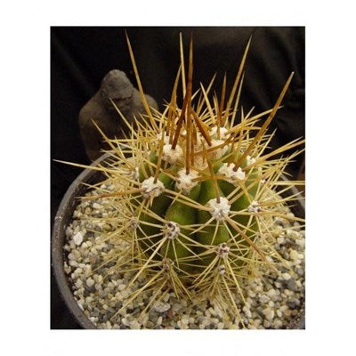 Buy Trichocereus Candicans Seeds from Fresco Seeds at the Best Prices online in Pakistan, Quick Delivery and Easy Returns only at The Nature's Store, Best organic and natural Cactus Seeds and Cactus Seeds, Fresco Seeds (Brand) in Pakistan, 