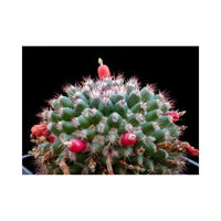 Buy Mammillaria Wooly Nipple Seeds from Fresco Seeds at the Best Prices online in Pakistan, Quick Delivery and Easy Returns only at The Nature's Store, Best organic and natural Cactus Seeds and Cactus Seeds, Fresco Seeds (Brand) in Pakistan, 