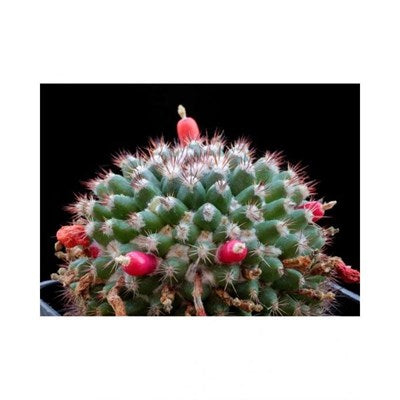 Buy Mammillaria Wooly Nipple Seeds from Fresco Seeds at the Best Prices online in Pakistan, Quick Delivery and Easy Returns only at The Nature's Store, Best organic and natural Cactus Seeds and Cactus Seeds, Fresco Seeds (Brand) in Pakistan, 