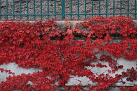 Red Boston Ivy Seeds