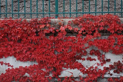 Buy Red Boston Ivy Seeds from Fresco Seeds at the Best Prices online in Pakistan, Quick Delivery and Easy Returns only at The Nature's Store, Best organic and natural Vine Seeds and Fresco Seeds (Brand), Vine Seeds in Pakistan, 