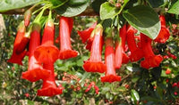 Buy Red Tree Datura from Fresco Seeds at the Best Prices online in Pakistan, Quick Delivery and Easy Returns only at The Nature's Store, Best organic and natural Flower Seeds and Flower Seeds, Fresco Seeds (Brand) in Pakistan, 