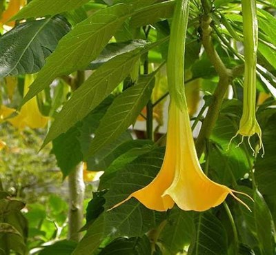 Buy Pumpkin Yellow Datura Seeds from Fresco Seeds at the Best Prices online in Pakistan, Quick Delivery and Easy Returns only at The Nature's Store, Best organic and natural Flower Seeds and Flower Seeds, Fresco Seeds (Brand) in Pakistan, 
