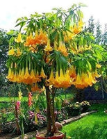 Buy Orange Glory Datura from Fresco Seeds at the Best Prices online in Pakistan, Quick Delivery and Easy Returns only at The Nature's Store, Best organic and natural Flower Seeds and Flower Seeds, Fresco Seeds (Brand) in Pakistan, 