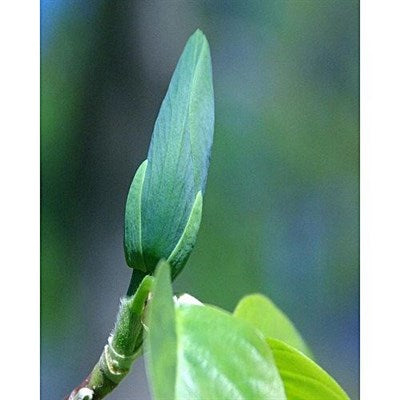 Cucumber Magnolia Flower Tree Seeds