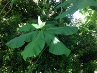 Buy Bigleaf Magnolia Flower Tree Seeds from Fresco Seeds at the Best Prices online in Pakistan, Quick Delivery and Easy Returns only at The Nature's Store, Best organic and natural Tree Seeds and Fresco Seeds (Brand), Tree Seeds in Pakistan, 