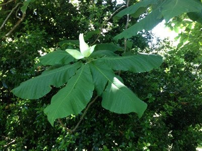 Buy Bigleaf Magnolia Flower Tree Seeds from Fresco Seeds at the Best Prices online in Pakistan, Quick Delivery and Easy Returns only at The Nature's Store, Best organic and natural Tree Seeds and Fresco Seeds (Brand), Tree Seeds in Pakistan, 