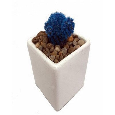 Buy Blue Desert Gem Cacti Seeds from Fresco Seeds at the Best Prices online in Pakistan, Quick Delivery and Easy Returns only at The Nature's Store, Best organic and natural Cactus Seeds and Cactus Seeds, Fresco Seeds (Brand) in Pakistan, 