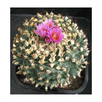 Buy Turbinicarpus Alonsoi Seeds from Fresco Seeds at the Best Prices online in Pakistan, Quick Delivery and Easy Returns only at The Nature's Store, Best organic and natural Cactus Seeds and Cactus Seeds, Fresco Seeds (Brand) in Pakistan, 