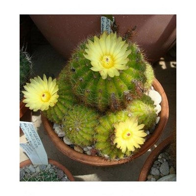 Buy Parodia Muricata Seeds from Fresco Seeds at the Best Prices online in Pakistan, Quick Delivery and Easy Returns only at The Nature's Store, Best organic and natural Cactus Seeds and Cactus Seeds, Fresco Seeds (Brand) in Pakistan, 