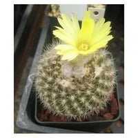 Buy Parodia Formosa Seeds from Fresco Seeds at the Best Prices online in Pakistan, Quick Delivery and Easy Returns only at The Nature's Store, Best organic and natural Cactus Seeds and Cactus Seeds, Fresco Seeds (Brand) in Pakistan, 