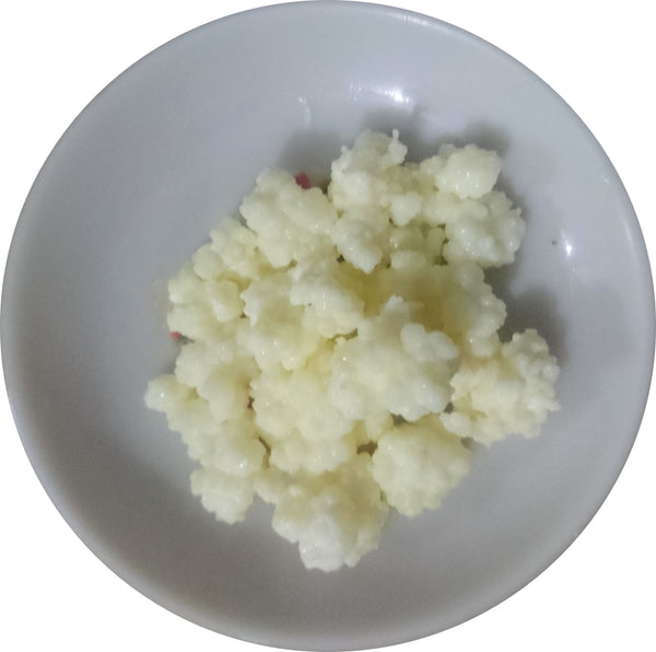 Buy Active MILK Kefir Grains - Lahore Only from The Nature's Store at the Best Prices online in Pakistan, Quick Delivery and Easy Returns only at The Nature's Store, Best organic and natural Probiotics and Kefir in Pakistan, 
