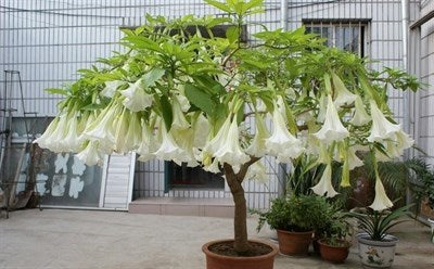 Buy Double White Datura Seeds from Fresco Seeds at the Best Prices online in Pakistan, Quick Delivery and Easy Returns only at The Nature's Store, Best organic and natural Flower Seeds and Flower Seeds, Fresco Seeds (Brand) in Pakistan, 