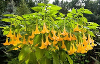 Buy Belle Blanche Datura Seeds from Fresco Seeds at the Best Prices online in Pakistan, Quick Delivery and Easy Returns only at The Nature's Store, Best organic and natural Flower Seeds and Flower Seeds, Fresco Seeds (Brand) in Pakistan, 