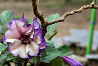 Buy Double Purple Datura from Fresco Seeds at the Best Prices online in Pakistan, Quick Delivery and Easy Returns only at The Nature's Store, Best organic and natural Flower Seeds and Flower Seeds, Fresco Seeds (Brand) in Pakistan, 