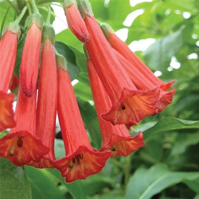 Buy Red Dancer Datura Seeds from Fresco Seeds at the Best Prices online in Pakistan, Quick Delivery and Easy Returns only at The Nature's Store, Best organic and natural Flower Seeds and Flower Seeds, Fresco Seeds (Brand) in Pakistan, 