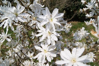 Buy Star Magnolia Flower Tree Seeds from Fresco Seeds at the Best Prices online in Pakistan, Quick Delivery and Easy Returns only at The Nature's Store, Best organic and natural Tree Seeds and Fresco Seeds (Brand), Tree Seeds in Pakistan, 