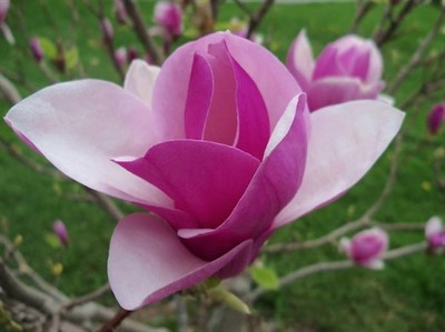Buy Magnolia Genus Flower Tree Seeds from Fresco Seeds at the Best Prices online in Pakistan, Quick Delivery and Easy Returns only at The Nature's Store, Best organic and natural Tree Seeds and Fresco Seeds (Brand), Tree Seeds in Pakistan, 