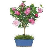 Buy Camellia Bonsai Tree Seeds from Fresco Seeds at the Best Prices online in Pakistan, Quick Delivery and Easy Returns only at The Nature's Store, Best organic and natural Bonsai Flower Seeds and Bonsai Flower Seeds, Fresco Seeds (Brand) in Pakistan, 