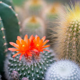 Buy Cactus Flower and Jade Fragrance by Candle Science from Wholesale Market at the Best Prices online in Pakistan, Quick Delivery and Easy Returns only at The Nature's Store, Best organic and natural Fragrance Oils - Wholesale in Pakistan, 