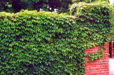 Buy Green Boston Ivy Seeds from Fresco Seeds at the Best Prices online in Pakistan, Quick Delivery and Easy Returns only at The Nature's Store, Best organic and natural Vine Seeds and Fresco Seeds (Brand), Vine Seeds in Pakistan, 